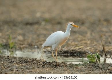 Cattle Egret Images Stock Photos Vectors Shutterstock