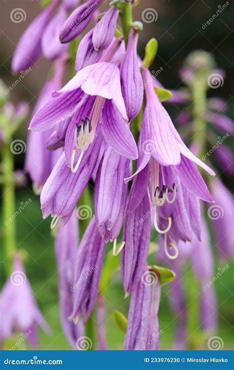 Fragrant Plantain Lily Hosta Plantaginea Stock Photo - Image of flower ...