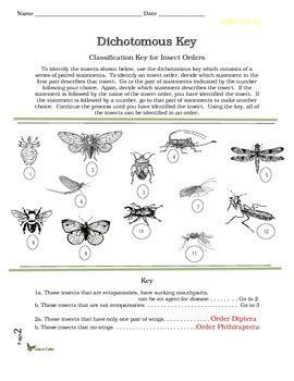 Dichotomous Key Classification Key For Insect Orders By Science Safari