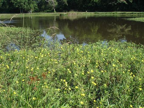 Emergent Aquatic Plants | Outdoor Alabama