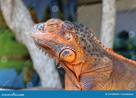 Close Up Portrait Of Curious Iguana Reptile Portrait Side View To