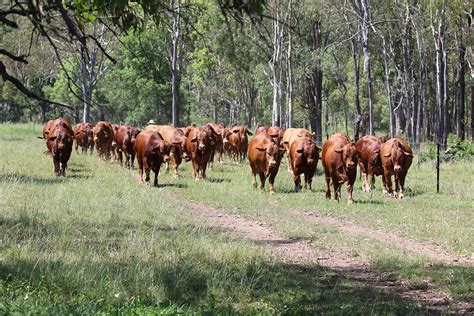 Stud Cattle Producers High Country Droughtmasters Queensland