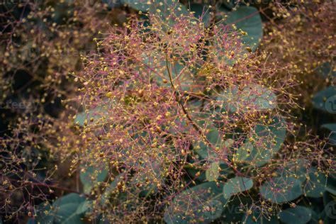 Smoke Bush Cotinus Coggygria Blossom Shrub Concept Photo 24997784