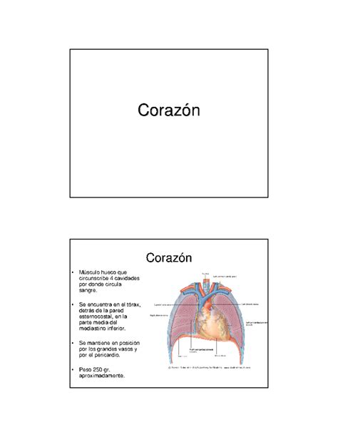 Mediastino medio Es apuntes de la anatomía Coraz Coraz ó ó n n