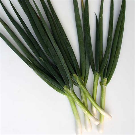 Tokyo Long White Bunching Onion 1 G 300 Seeds Heirloom Open