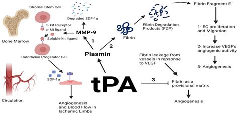 Plasminogen