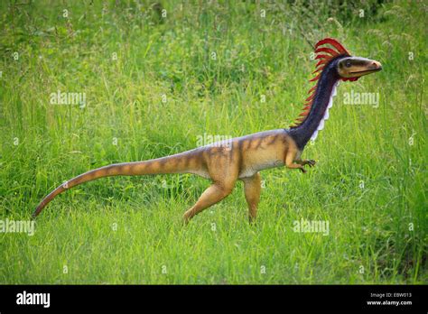 Coelophysis Hi Res Stock Photography And Images Alamy