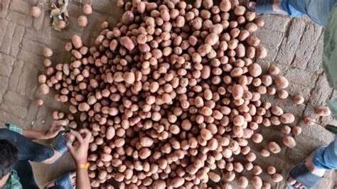 Red A Grade Lr Potato Gulla Gunny Bag Packaging Size 50 Kg At Rs 12kg In Gandhinagar