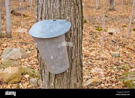 Pail Used To Collect Sap Of Maple Trees To Produce Maple Syrup In