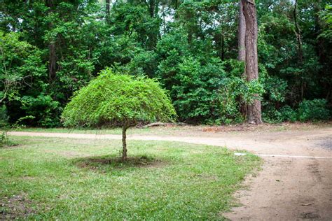 Birch Trees: Plant, Grow, and Care - PlantNative.org