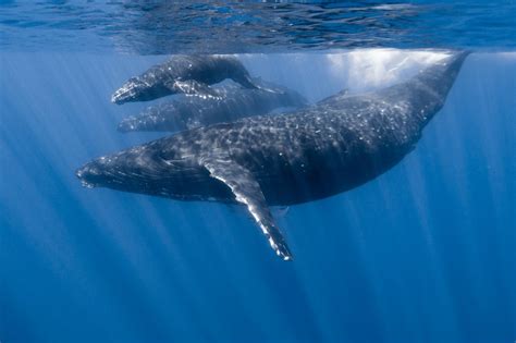 Las Ballenas Azules Bailan Al Ritmo Del Viento Para Buscar Alimento