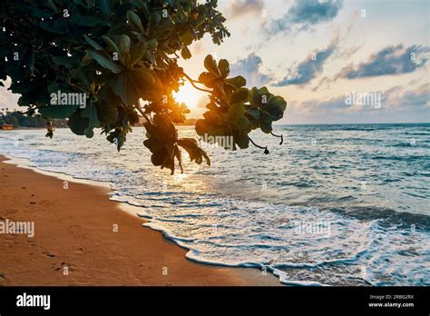 Amazing sunset at the beach. Tropical mangrove trees sunset background ...