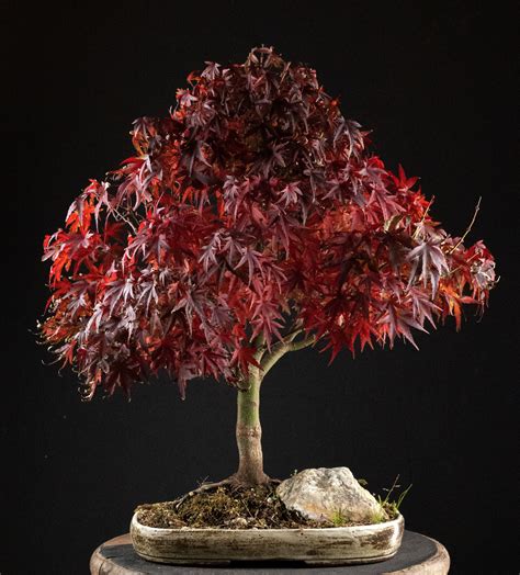 Special Focus: Rhode Island Red Maple