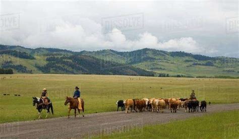 Cowboys Herding Cattle, Southern Alberta, Canada - Stock Photo - Dissolve