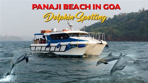 Dolphin Trip Panaji Beach In Goa Dolphin Spotting Goa Tourism