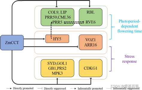 BMC Plant BiolDAP seq和RNA seq揭示转录因子ZmCCT调节玉米光周期依赖性开花和胁迫响应 转录因子能同时具有转录