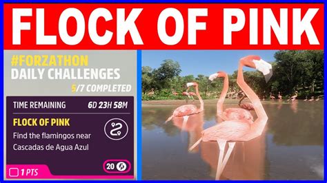 Forza Horizon Flock Of Pink Forzathon Daily Challenges Flamingo