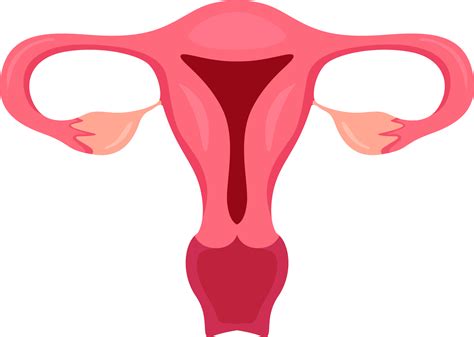 Uterus And Ovaries Internal Organs Of Human Png