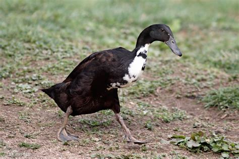 Indian Runner Duck Photos, Indian Runner Duck Images, Nature Wildlife ...