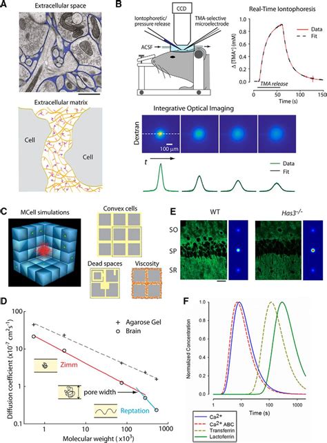 Unveiling The Extracellular Space Of The Brain From Super Resolved