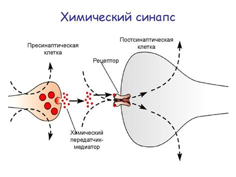 Физиология центральной нервной системы. Нейроны, синапсы, медиаторы ...