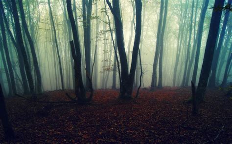 Wallpaper Sunlight Trees Forest Nature Branch Morning Mist