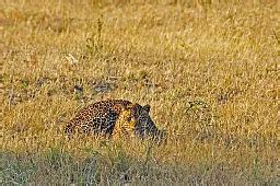 Leopard Felidae Conservation Fund