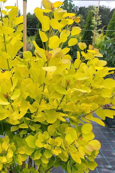 Buy Golden Spirit Smokebush Free Shipping Wilson Bros Gardens