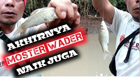 Mancing Ikan Wader Di Sungai Keruh Akhirnya Monster Wader Naik Juga