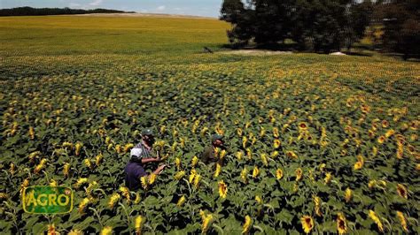 El Girasol Hace Punta Tecnol Gica Y Rinde En El Sur Bonaerense