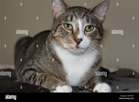 Tabby Cat Portrait Stock Photo Alamy