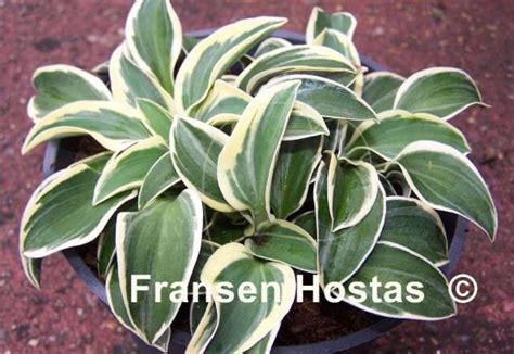 Hosta Funny Mouse - Fransen Hostas