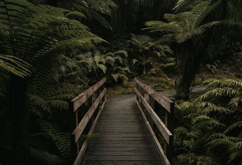 90,000+ Best Dark Forest Photos · 100% Free Download · Pexels Stock Photos