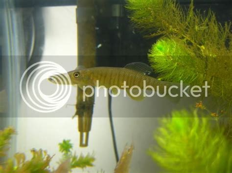 Banded Killifish? - Identification Assistance - NANFA Forum