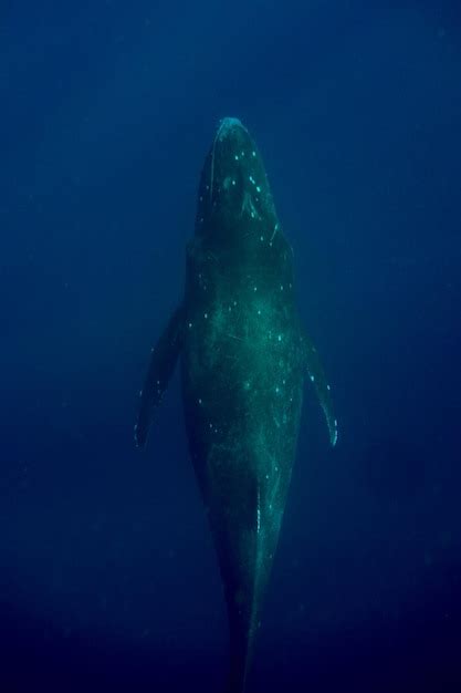 Premium Photo Humpback Whales At Vavau Tonga