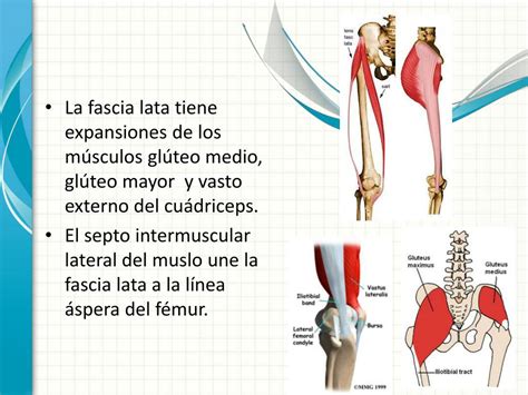 Ppt Caso Cl Nico S Ndrome De La Banda Iliotibial Powerpoint