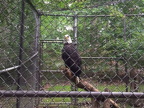 West Virginia Wildife Center Zoos 163 Wildlife Rd French Creek Wv