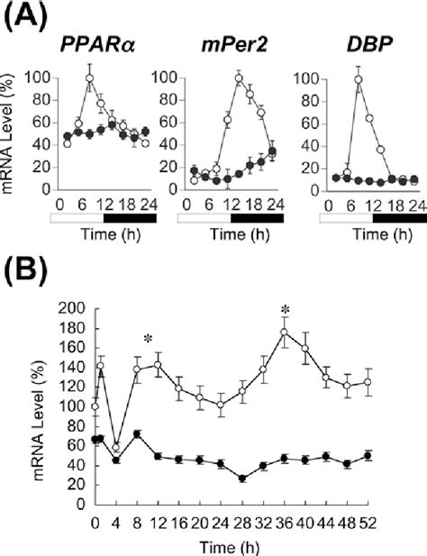 Figure 1 From Clock Is Involved In The Circadian Transactivation Of