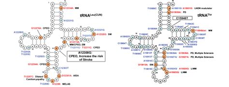 Pathogenic And Polymorphic Mutations In Human Mitochondrial Trna