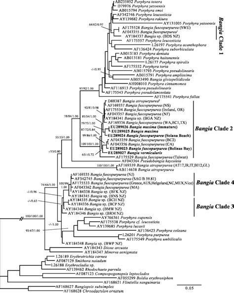 Maximum Likelihood Phylogeny Using The Nuclear Small Subunit Ribosomal