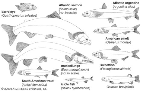 Protacanthopterygian Migration Spawning Migration Britannica