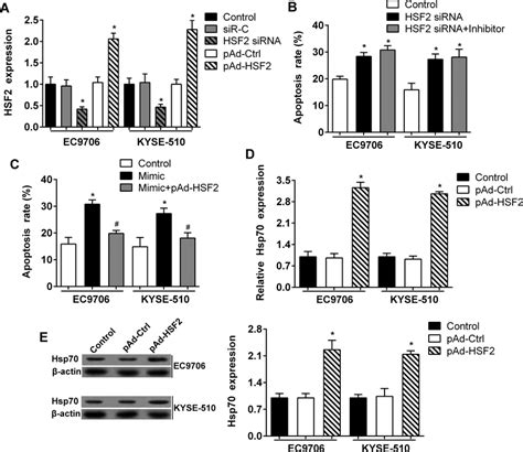 Hsf2 Inhibits Cell Apoptosis By Upregulating Hsp70 A The Protein