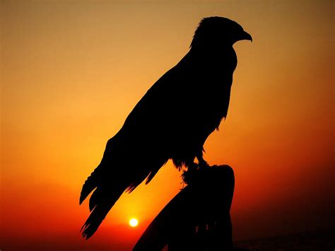 Peregrine Falcon Wallpapers - Wallpaper Cave