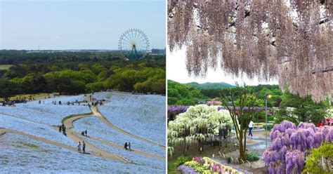 spring flowers in japan - TripZilla