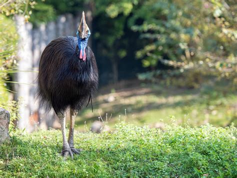 Where Do Cassowaries Live Habitat Distribution Birdfact