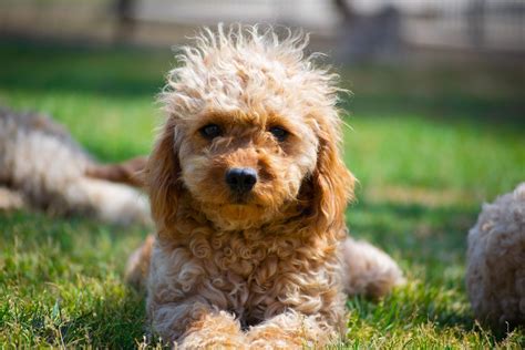 Cavoodle Ebiz Lt