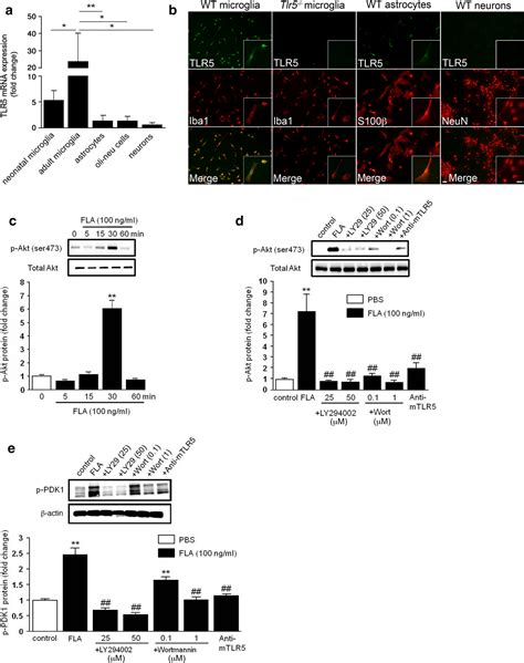 Activation Of Toll Like Receptor In Microglia Modulates Their