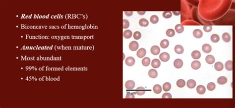 A P Ii Midterm Practical Histology Flashcards Quizlet