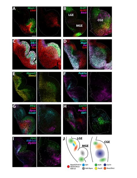 Expression Profiles Of Spatially Enriched Genes In SVZ MZ Cells In The