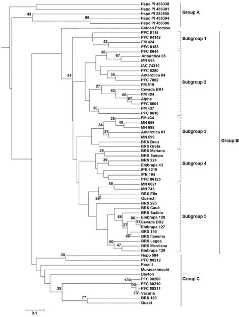 SciELO Brasil Assessment Of Genetic Diversity In Brazilian Barley